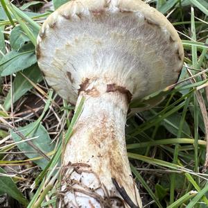 Grauer Lärchenröhrling
