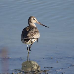 Hudsonian Godwit