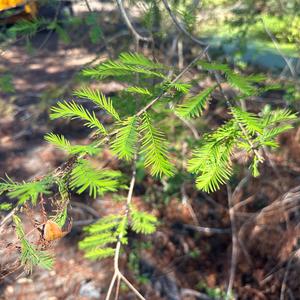 Unknown Species