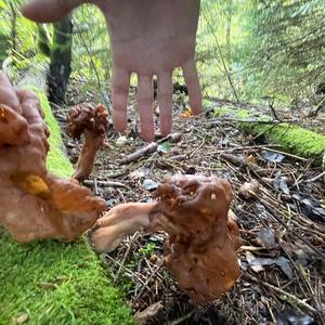 Conifer False Morel