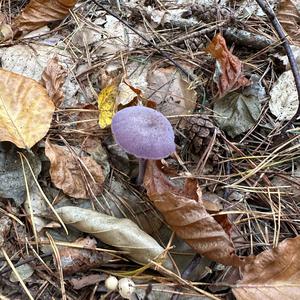 Amethystblauer Lacktrichterling