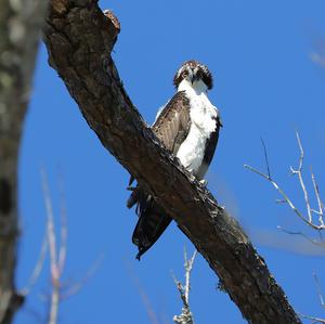 Osprey