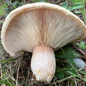 Flaumiger Milchling