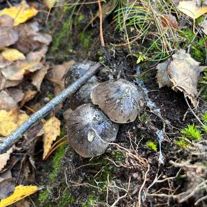 Schwarzfaseriger Ritterling