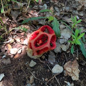 Red Cage Fungus