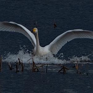 Whooper Swan