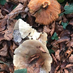 Unknown Species