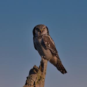 Northern Hawk Owl