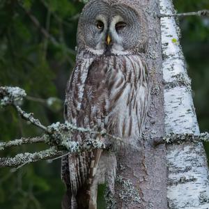 Great Grey Owl