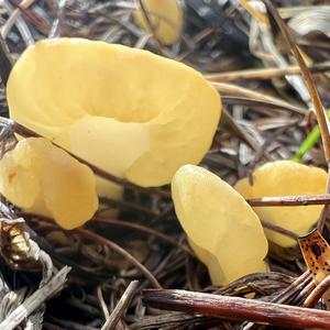 Dottergelber Spateling