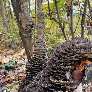 Turkey-tail