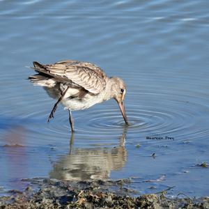 Hudsonian Godwit
