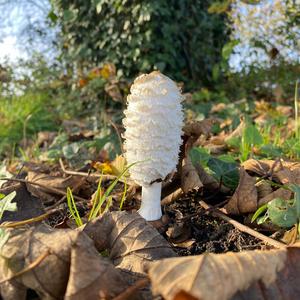 Shaggy Mane