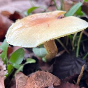 Ziegelroter Schwefelkopf