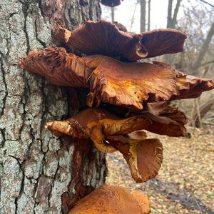 Unknown Species