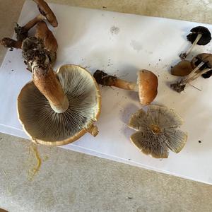 Bluing Psilocybe