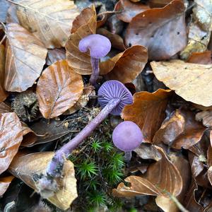 Unknown Species