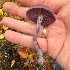 Amethystblauer Lacktrichterling