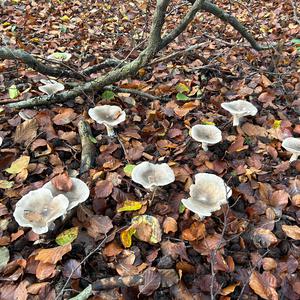 Cloudy Clitocybe