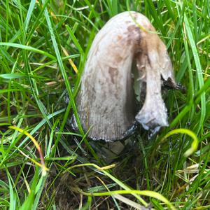 Shaggy Mane