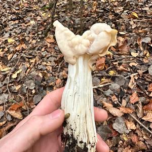 Fluted White Helvella