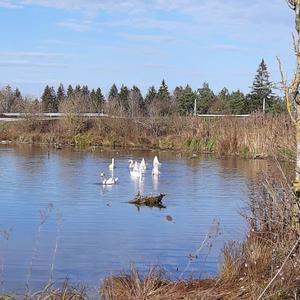 Mute Swan
