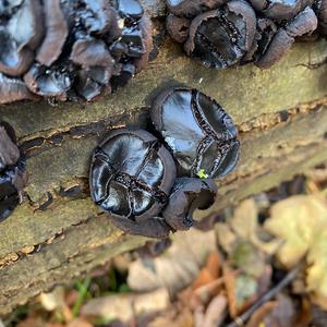 Unknown Species