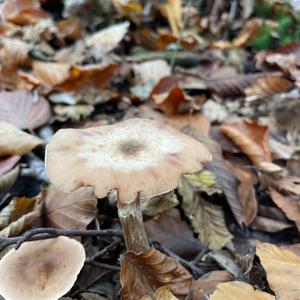Honey Mushroom