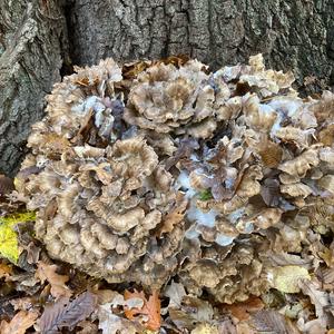 Hen-of-the-Woods