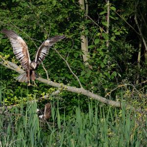 Western Marsh-harrier