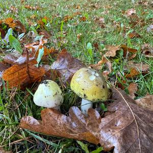 Death Cap