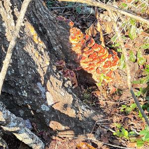 Glänzender Lackporling