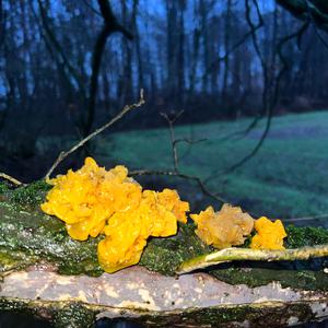 Goldgelber Zitterling