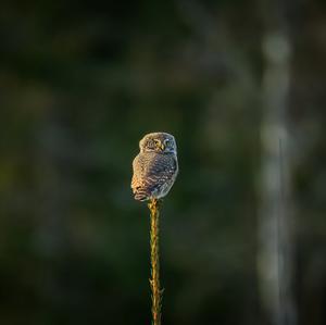 Unknown Species