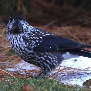 Spotted Nutcracker