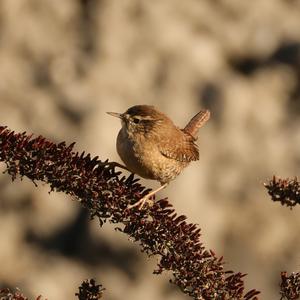 Winter Wren