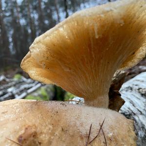 Unknown Species