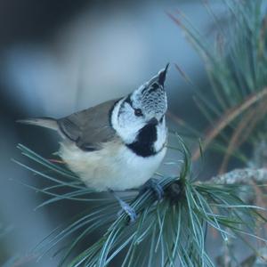 Crested Tit