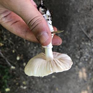 Destroying Angel