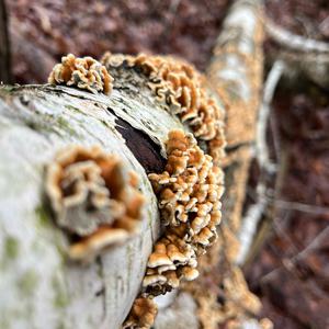 Braune Borstentramete