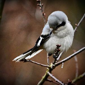 Great Grey Shrike