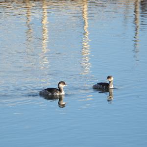 Black-necked Grebe