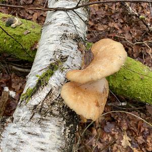 Unknown Species
