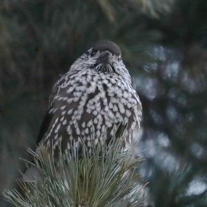 Spotted Nutcracker