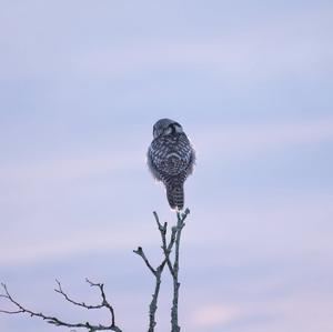 Northern Hawk Owl