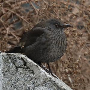 Amsel
