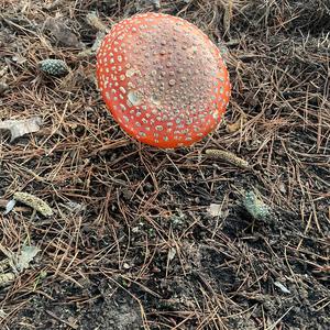 Zinnoberroter Körnchenschirmling