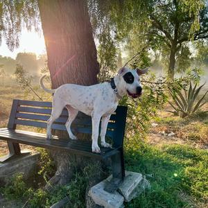 Dogo Argentino