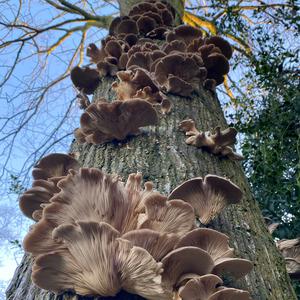 Oyster Mushroom