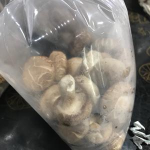 Shiitake